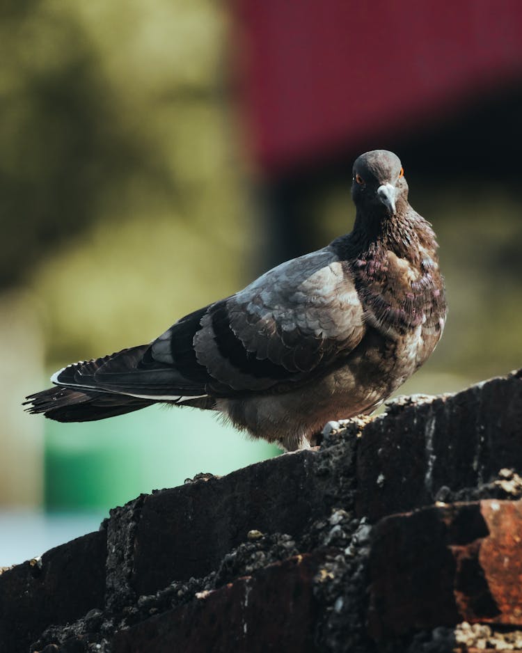 Close Up Of A Pigeon 