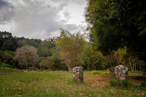 Trees over Stone Wall in Countryside