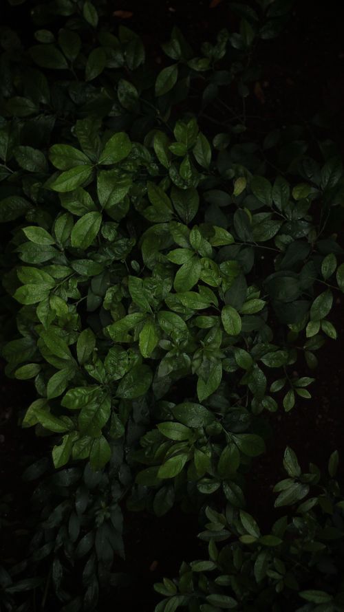 Free Close-up of lush green leaves in a dark setting, highlighting nature's texture and form. Stock Photo