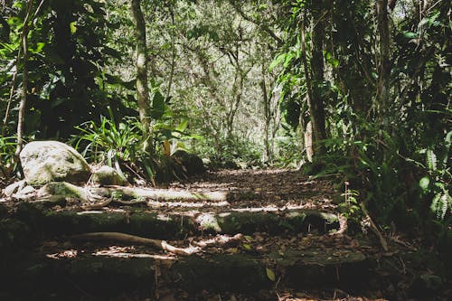 Ingyenes stockfotó erdő, gyalogút, kövek témában