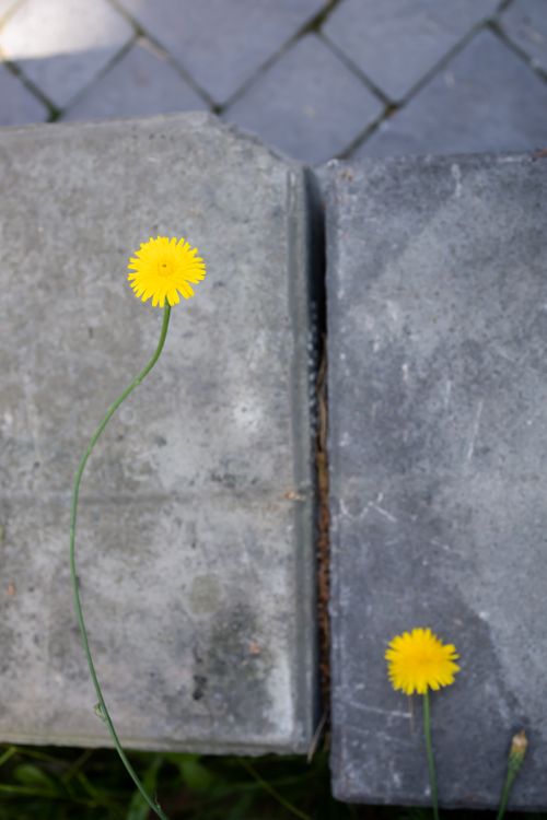 Free Yellow flowers Stock Photo