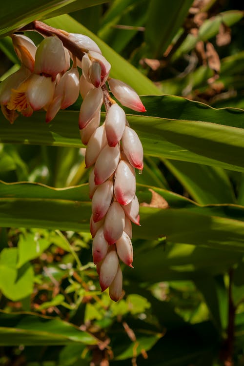Bunch of Pink Buds of Shell Ginger Flowers