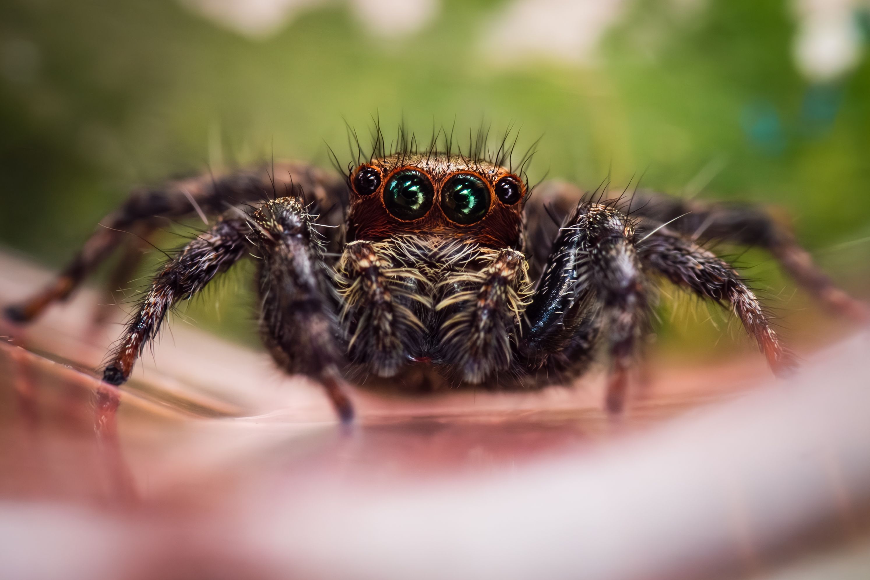 a-close-up-of-a-jumping-spider-with-big-eyes-free-stock-photo