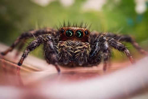 Free Detailed macro shot of a jumping spider (Salticidae) in Singapore showcasing its intricate features. Stock Photo