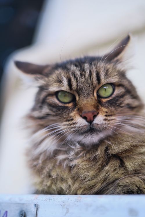 Free Charming close-up of a fluffy cat with green eyes and intricate fur patterns. Stock Photo