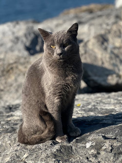 Gray Cat on Rocks