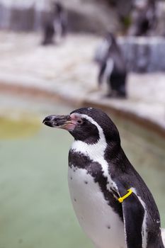 penguin photo