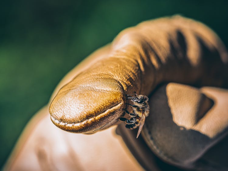 Bee On Finger In Leather Glove