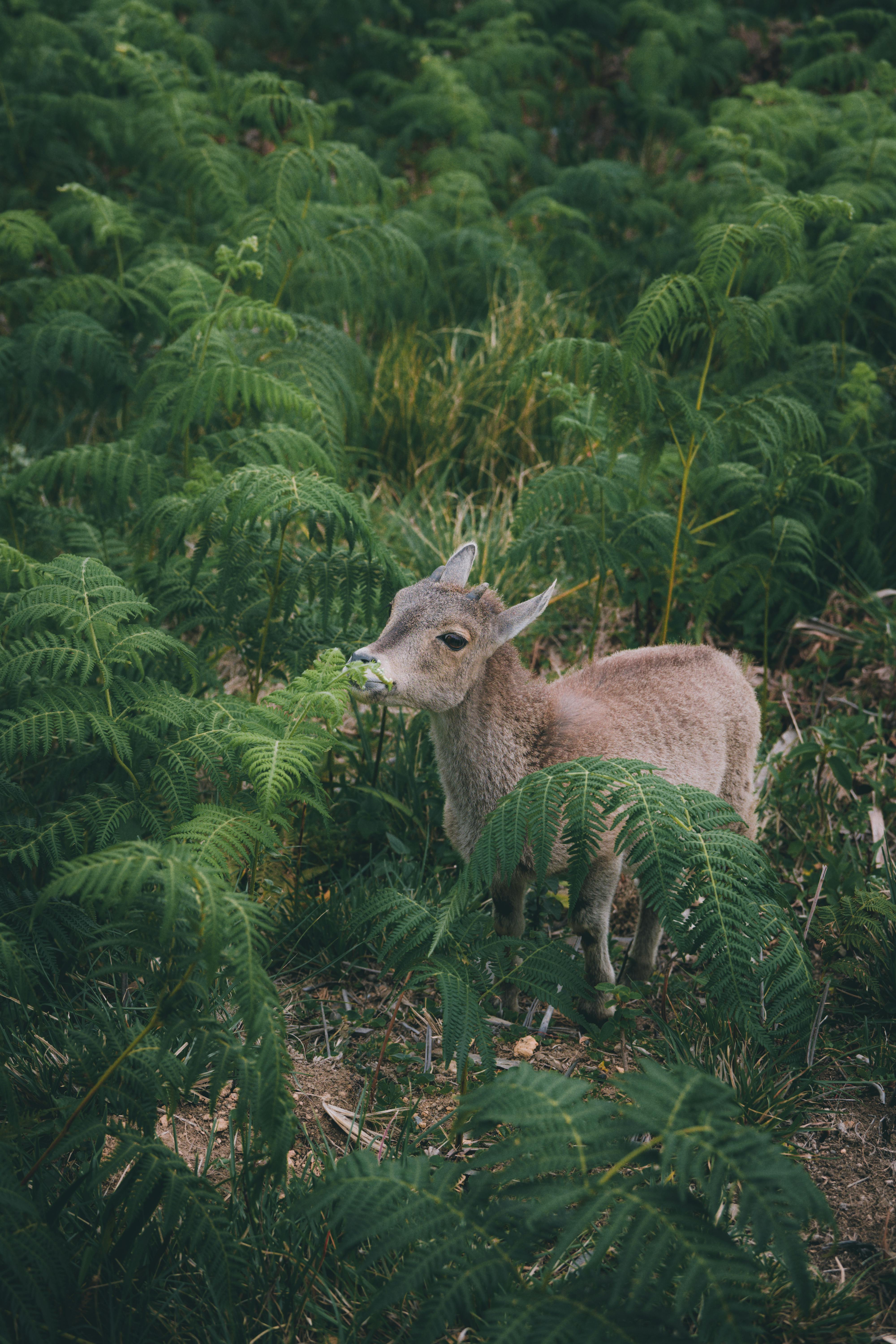 Gratuit Photos gratuites de animal à cornes, animal sauvage, asie Photos
