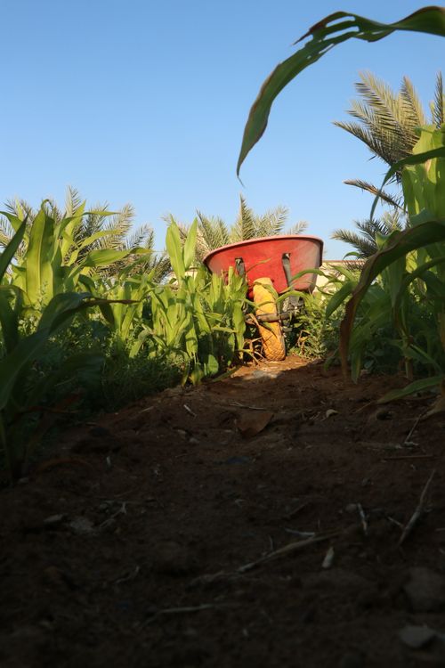 Free farme life Stock Photo