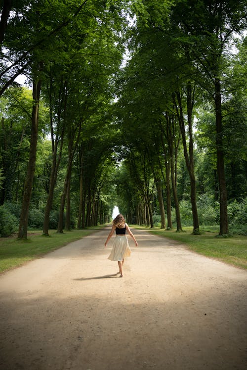 Foto d'estoc gratuïta de arbres, bosc, caminant