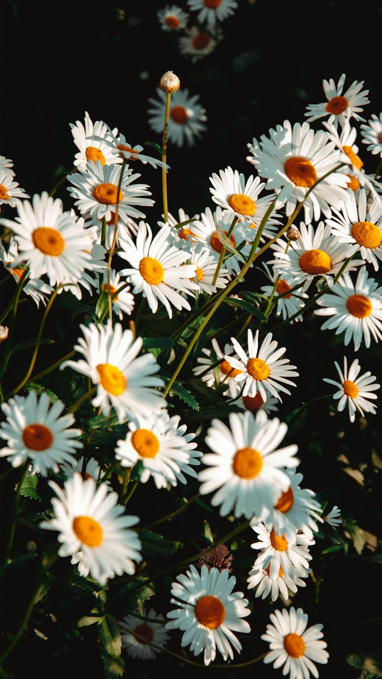 Close Up Of White Daisies