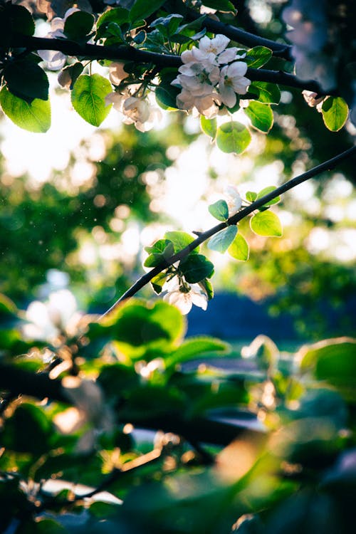 Fotos de stock gratuitas de árbol, cerezos en flor, crecimiento