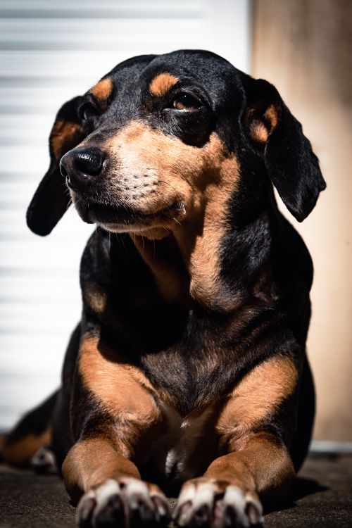 Free Close-up of a dachshund resting on a carpet under warm lighting indoors. Stock Photo