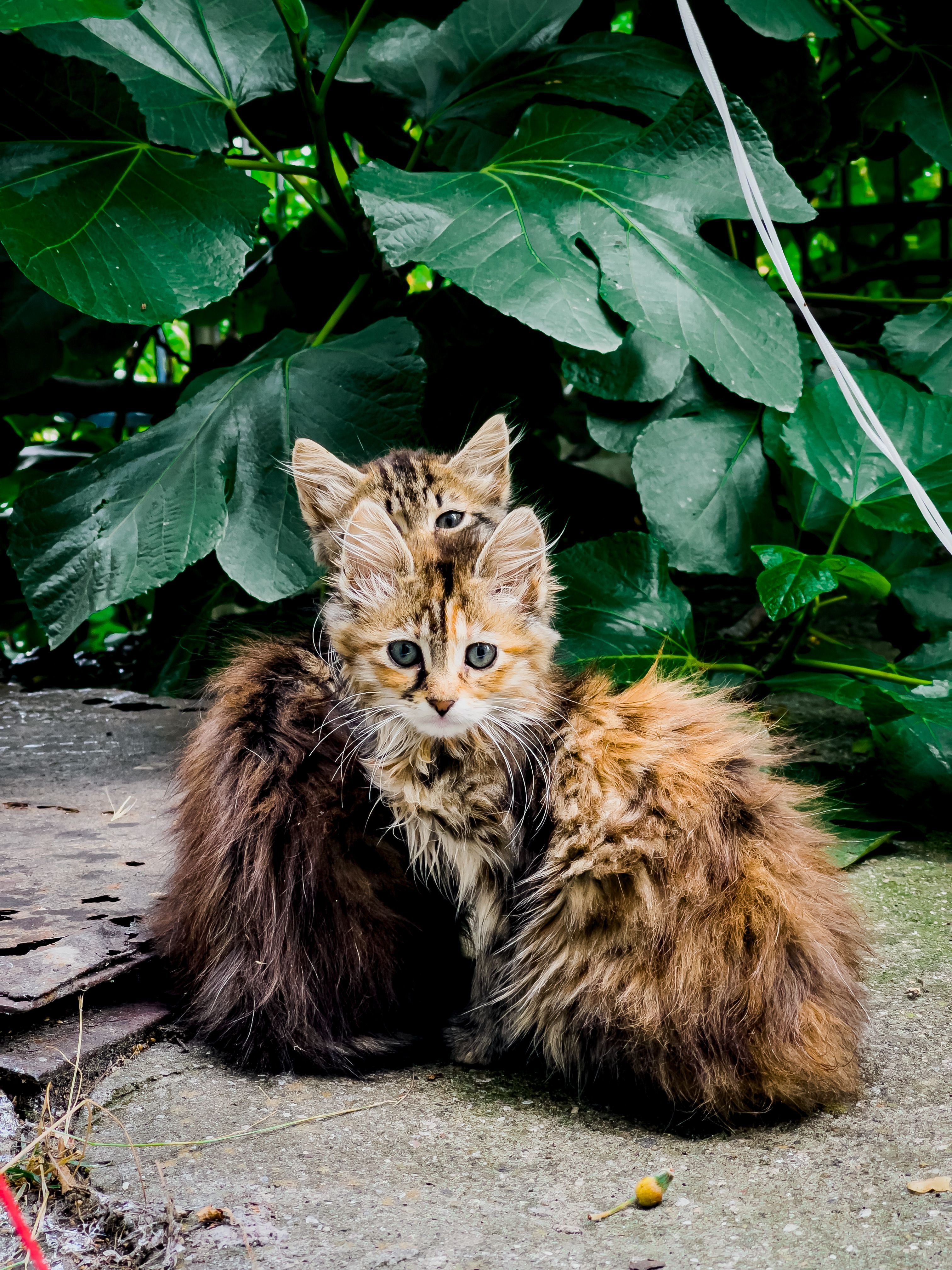 Two fluffy kittens sitting together on a concrete surface with lush green foliage background.