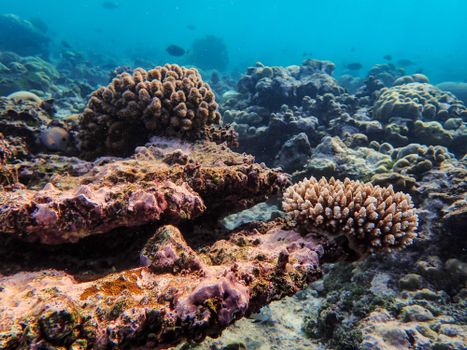 Explore the vibrant coral ecosystems thriving below the ocean's surface.