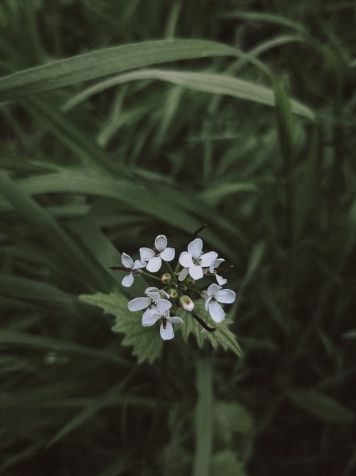 Free A detailed shot of garlic mustard flowers surrounded by lush green leaves, captured outdoors. Stock Photo