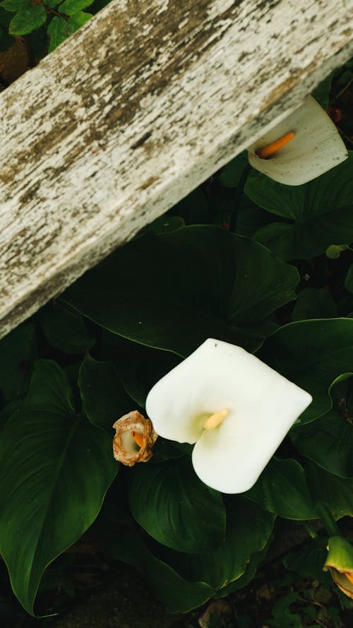 Close-up of White Calla Lilies in the Garden 