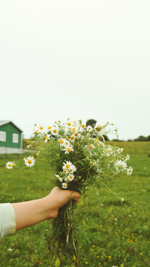 Woman Holding a Bunch of Chamomile Flowers on a Grass Field 