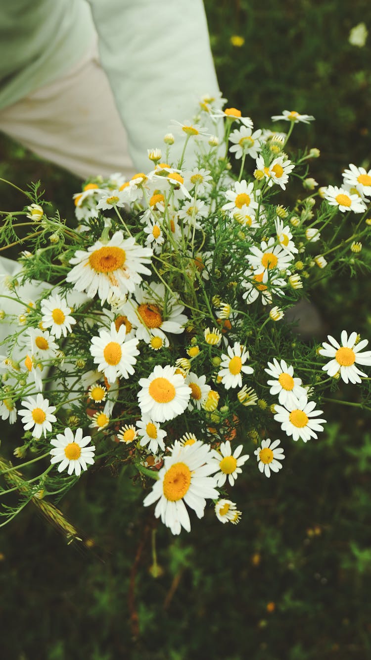 Person Holding Bunch Of Chamomile