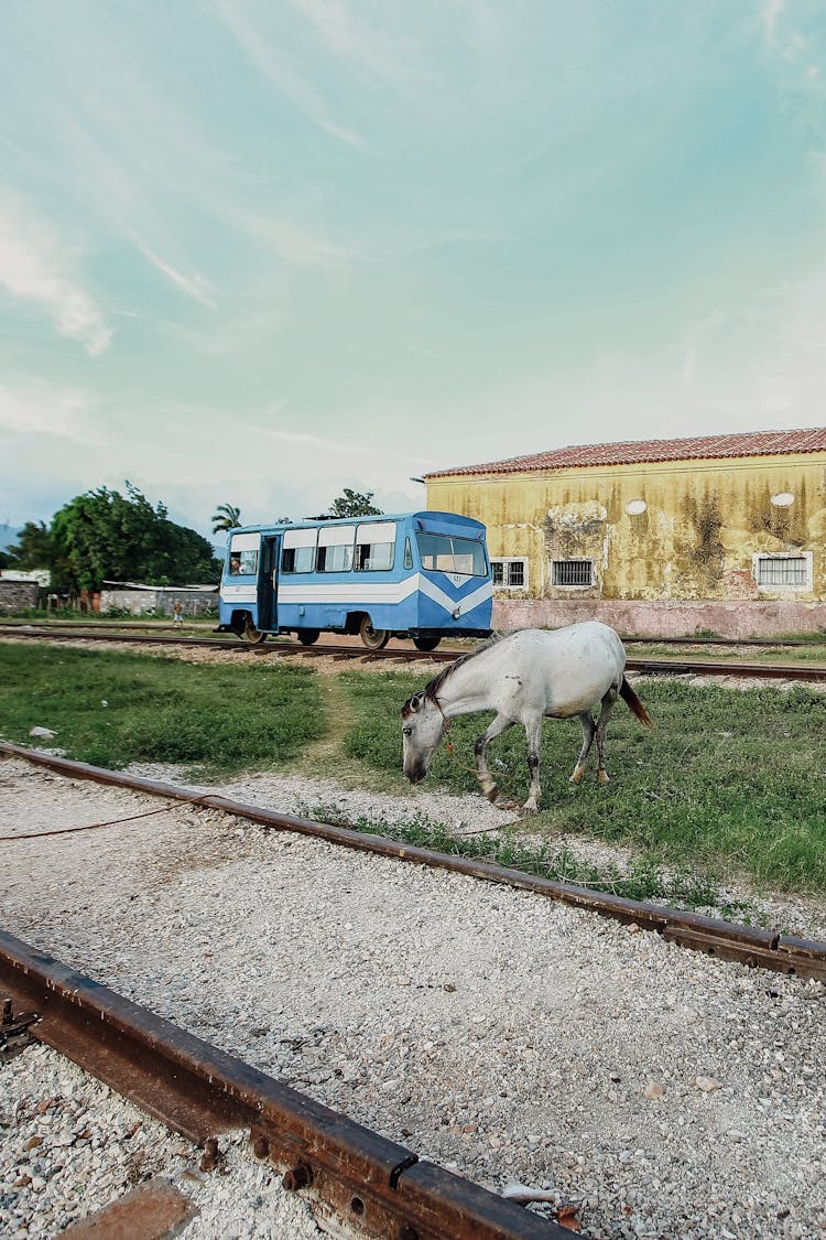 A Horse Between The Railways 