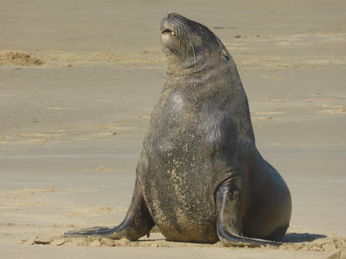 Foto profissional grátis de animais selvagens, animal, areia