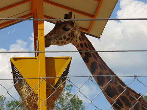 Free side view of a giraffe Stock Photo