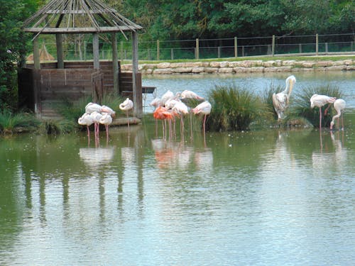 Free flamingos, pelicans and other birds Stock Photo