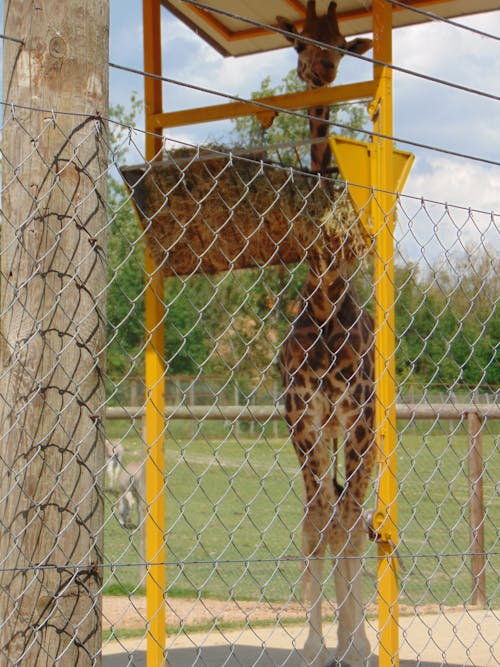 Free Giraffe eating Stock Photo