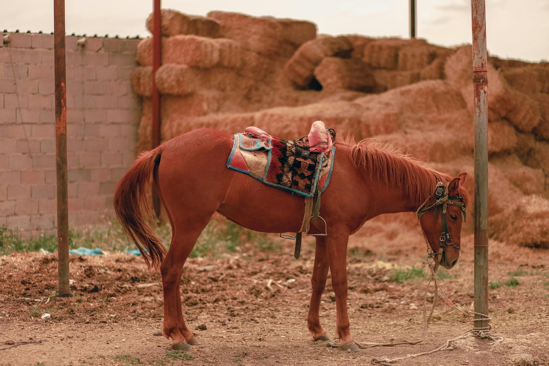 A saddled horse stands tethered in a rural paddock surrounded by hay bales.