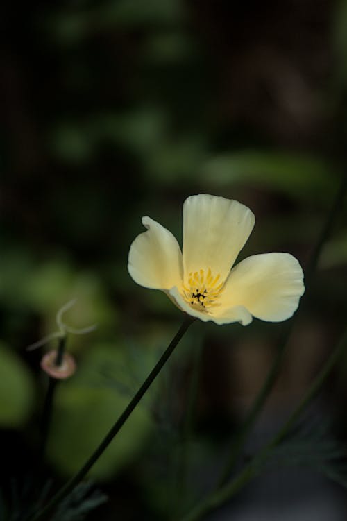 Kostnadsfri bild av blomma, blomning, eschscholzia californica