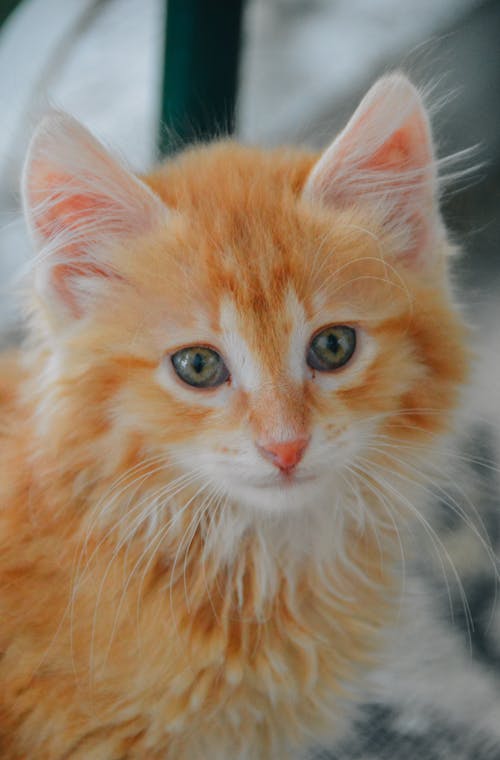 Close-up of an Orange Kitten 