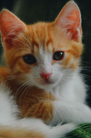 Cat stock photo used for demo profile Biscuit