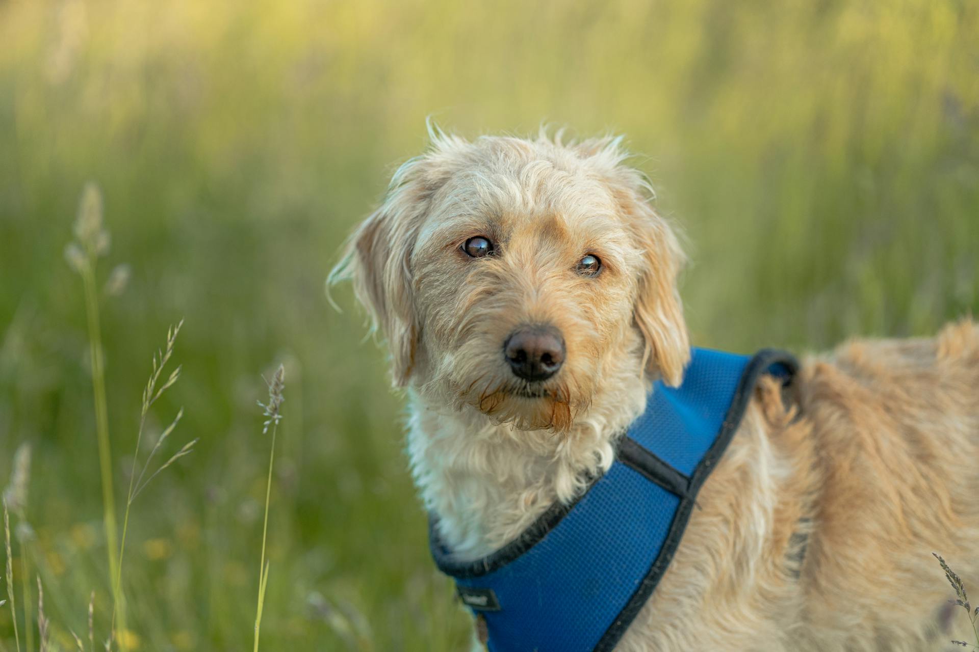 A Domestic Dog on a Grass Field