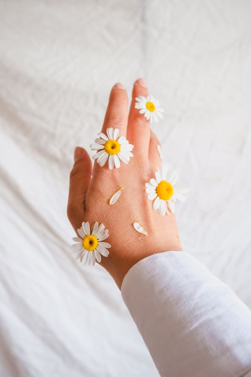 Free Artistic image of a female hand decorated with daisies and petals, creating a serene and delicate atmosphere. Stock Photo