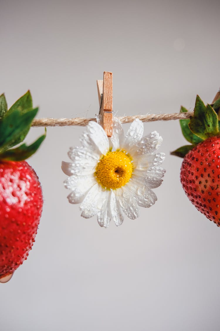 Flower And Strawberries Hanging On String