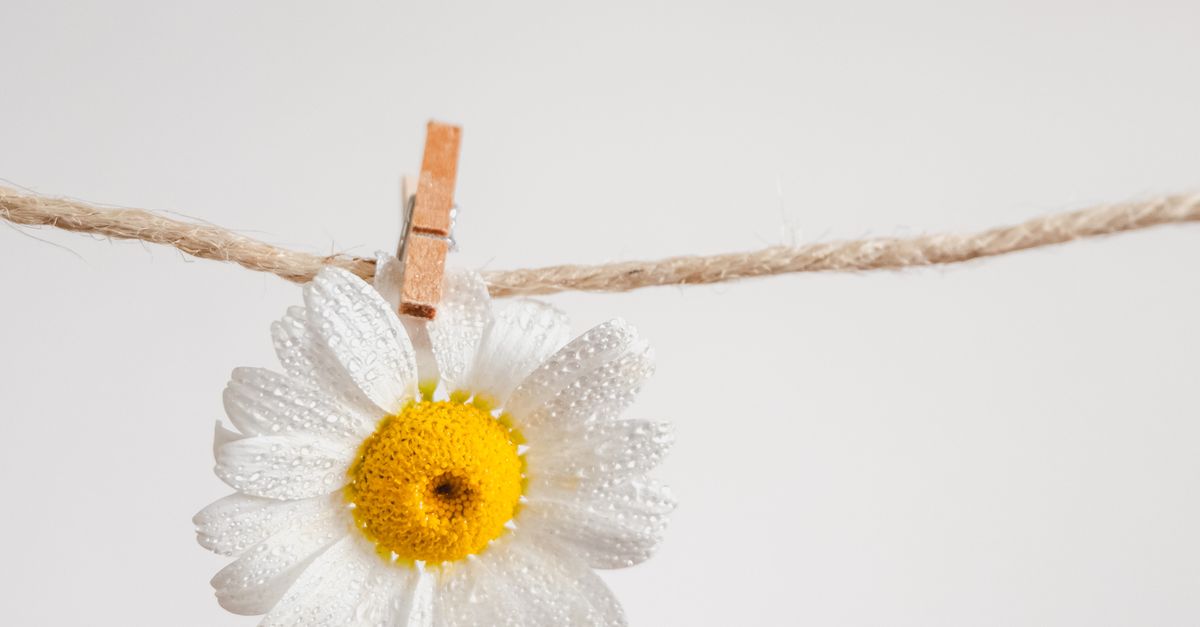 Flower Hanging on String · Free Stock Photo