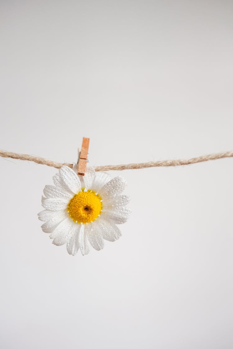 Flower Hanging On String