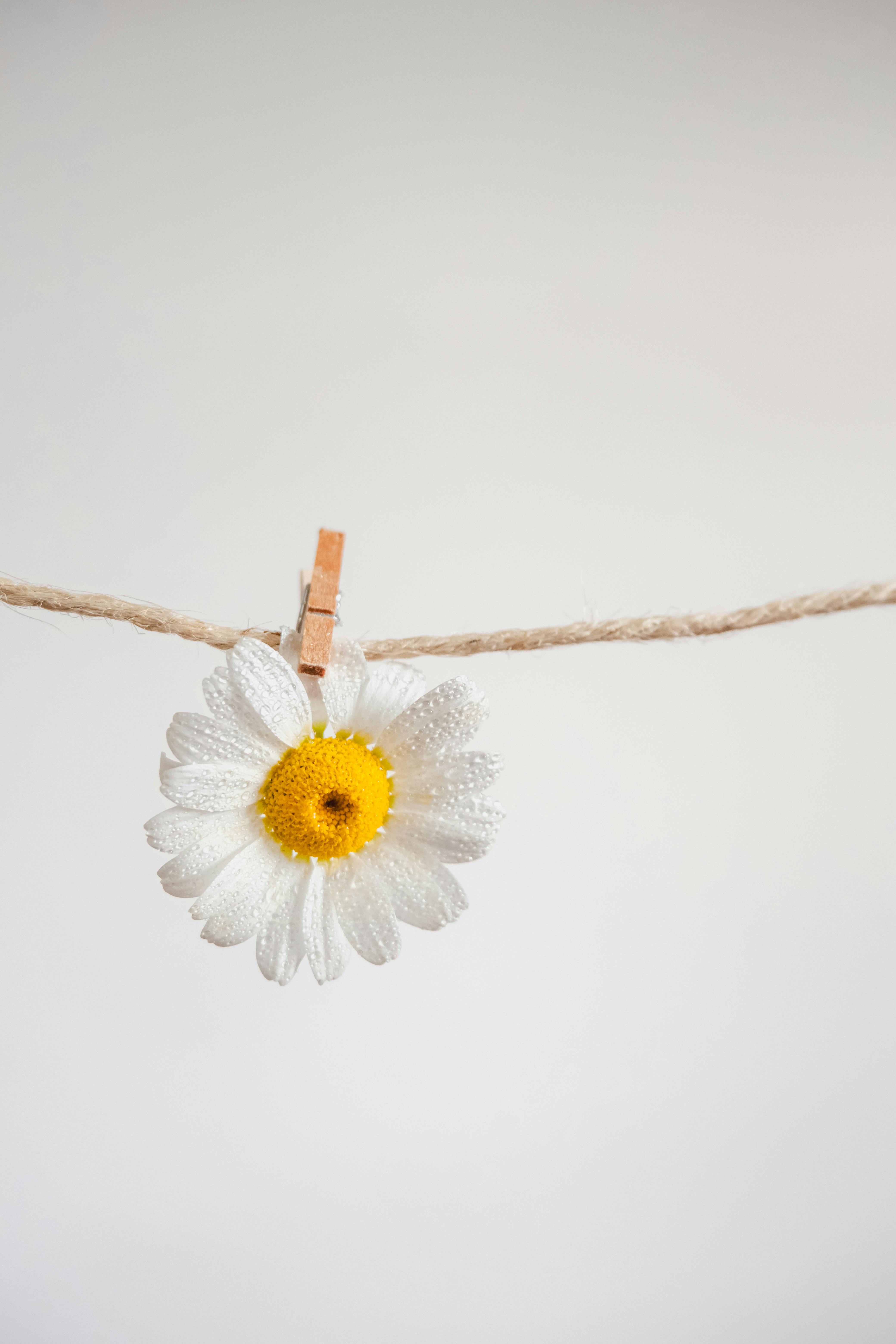 Flower Hanging on String · Free Stock Photo