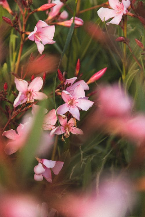 Fotobanka s bezplatnými fotkami na tému kvety, lupene, rastliny