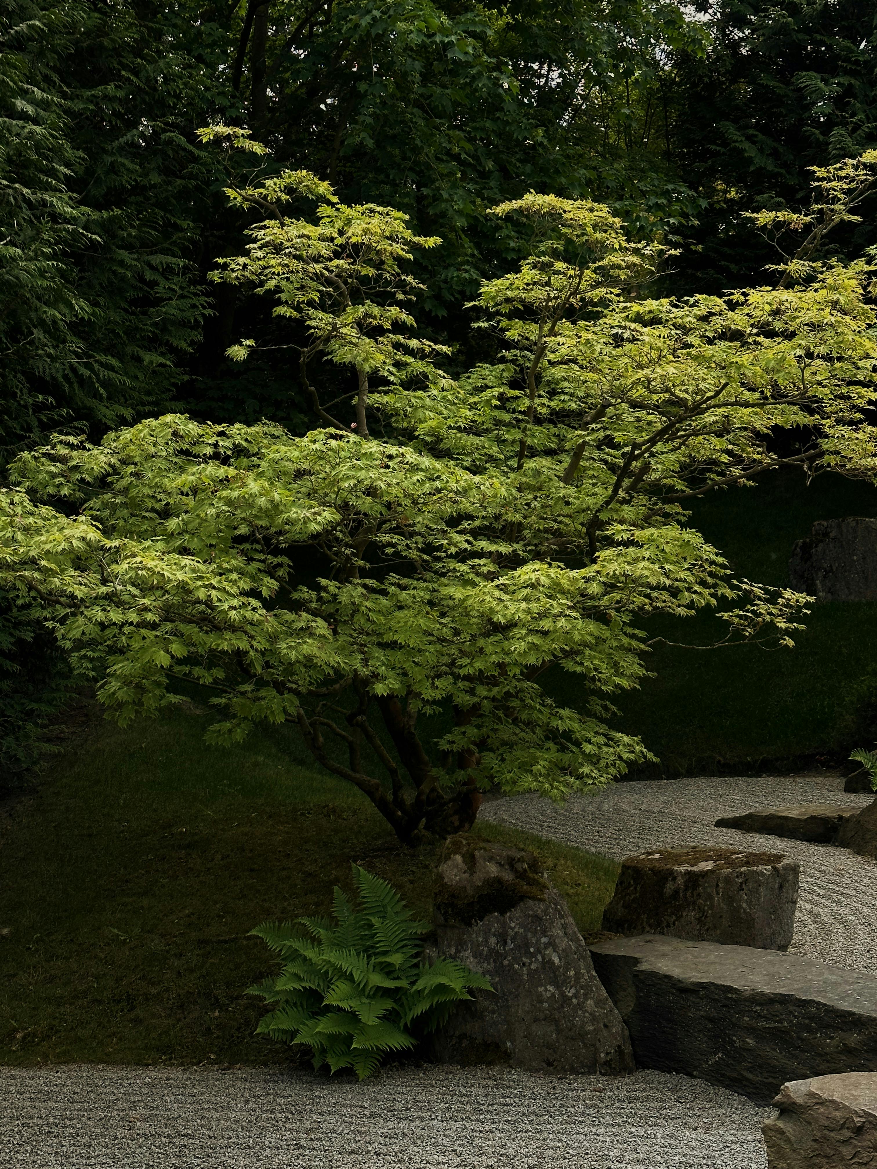 permeable gravel path around tree UK garden