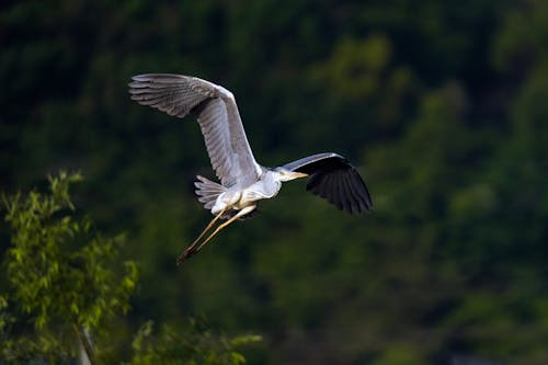 Heron Flying Above Forest