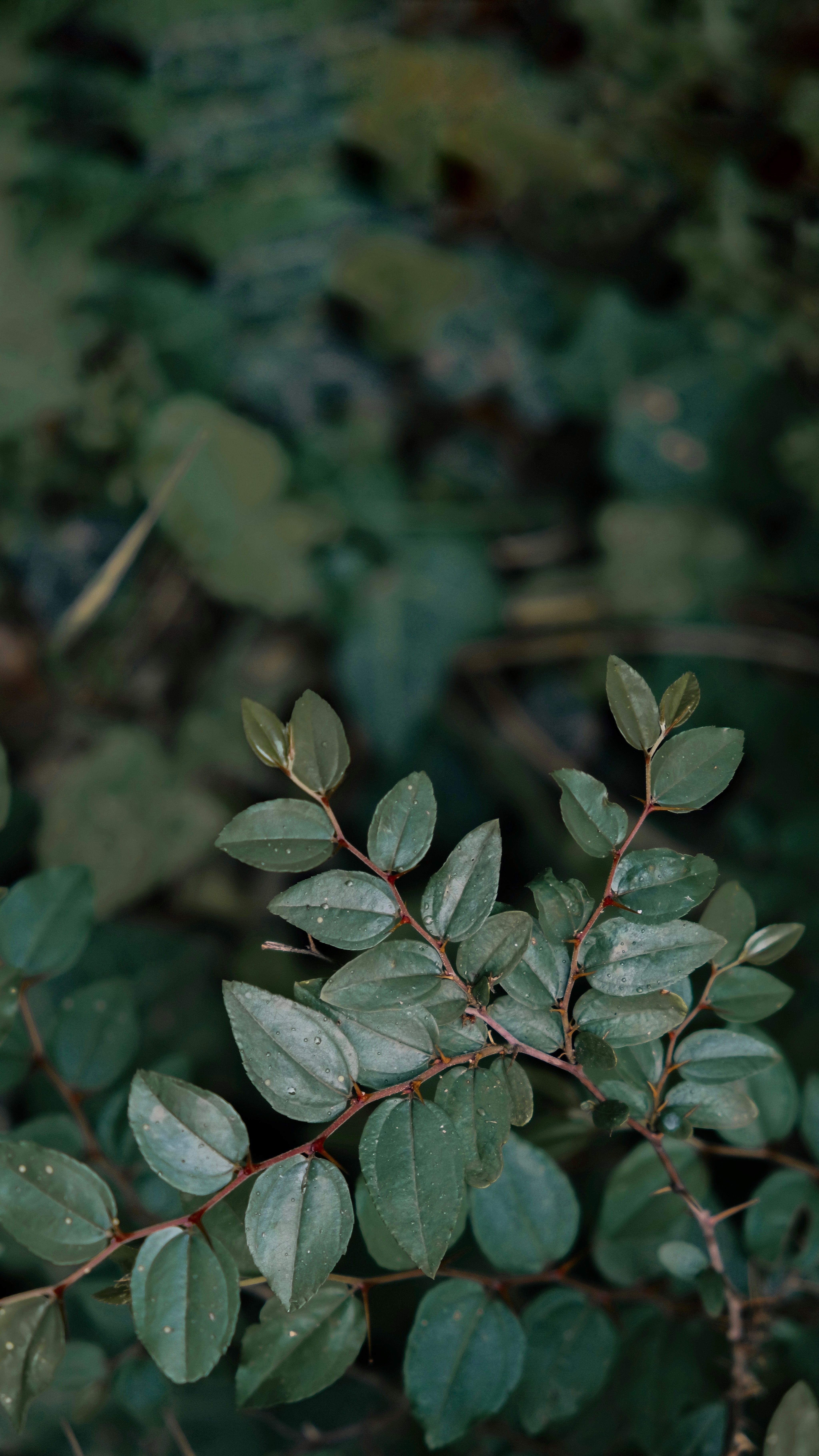 Detailed view of leafy shrub with rich foliage, perfect for nature backgrounds.