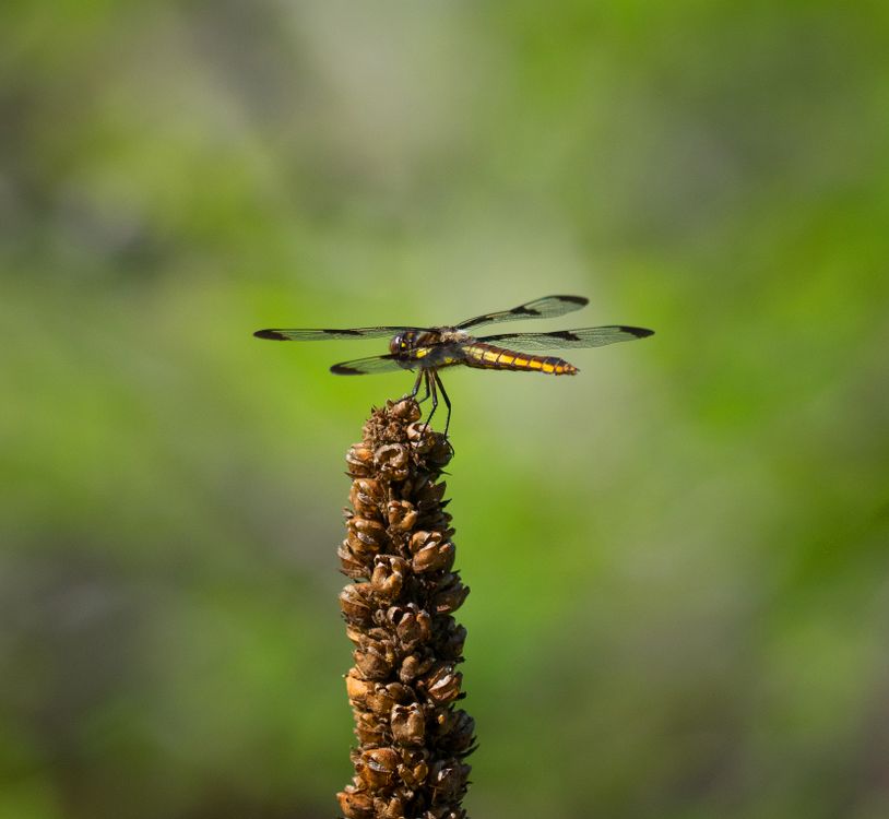 Dragonfly on a Plant · Free Stock Photo