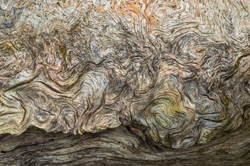 Close-up of Patterns on a Dry Log 