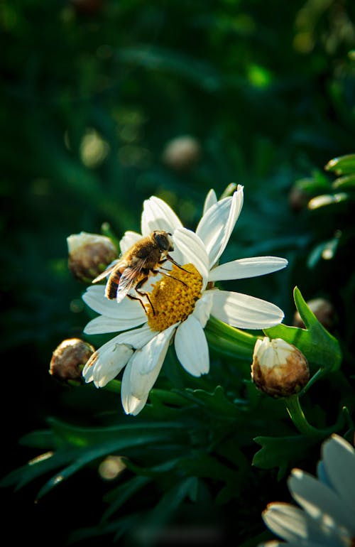Gratis arkivbilde med bie, blomst, flora Arkivbilde