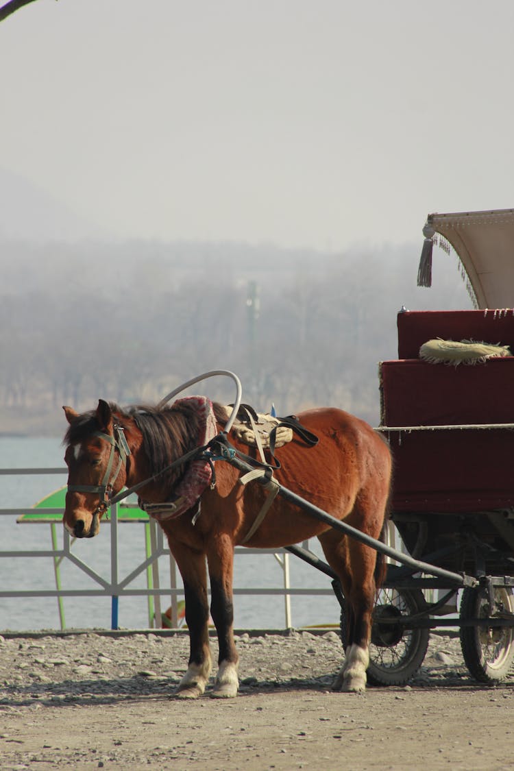 Horse Pulling Buggy