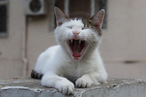 Free Close-up of a yawning domestic cat showing teeth on a concrete ledge, outdoors. Stock Photo
