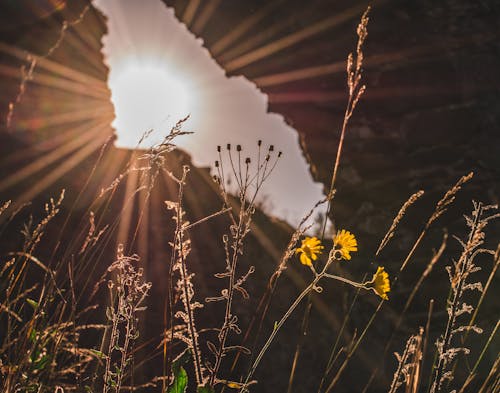 Foto profissional grátis de golden sun, natureza, plantas
