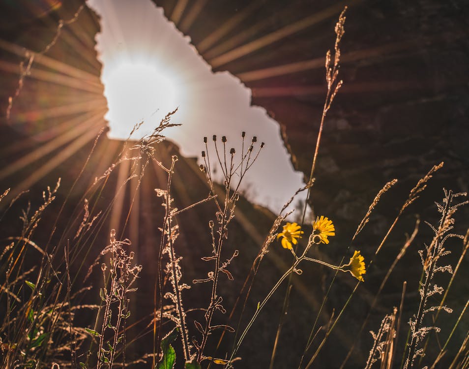 Free stock photo of golden sun, nature, plants